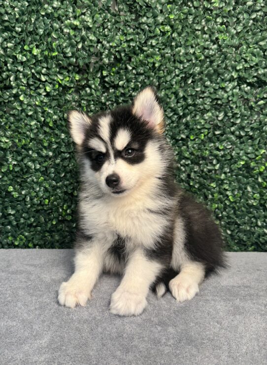 [#251267-02] Black / White M Pomsky Puppies for Sale