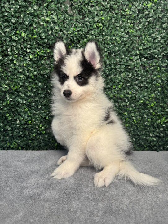 [#251267-01] Black / White M Pomsky Puppies for Sale