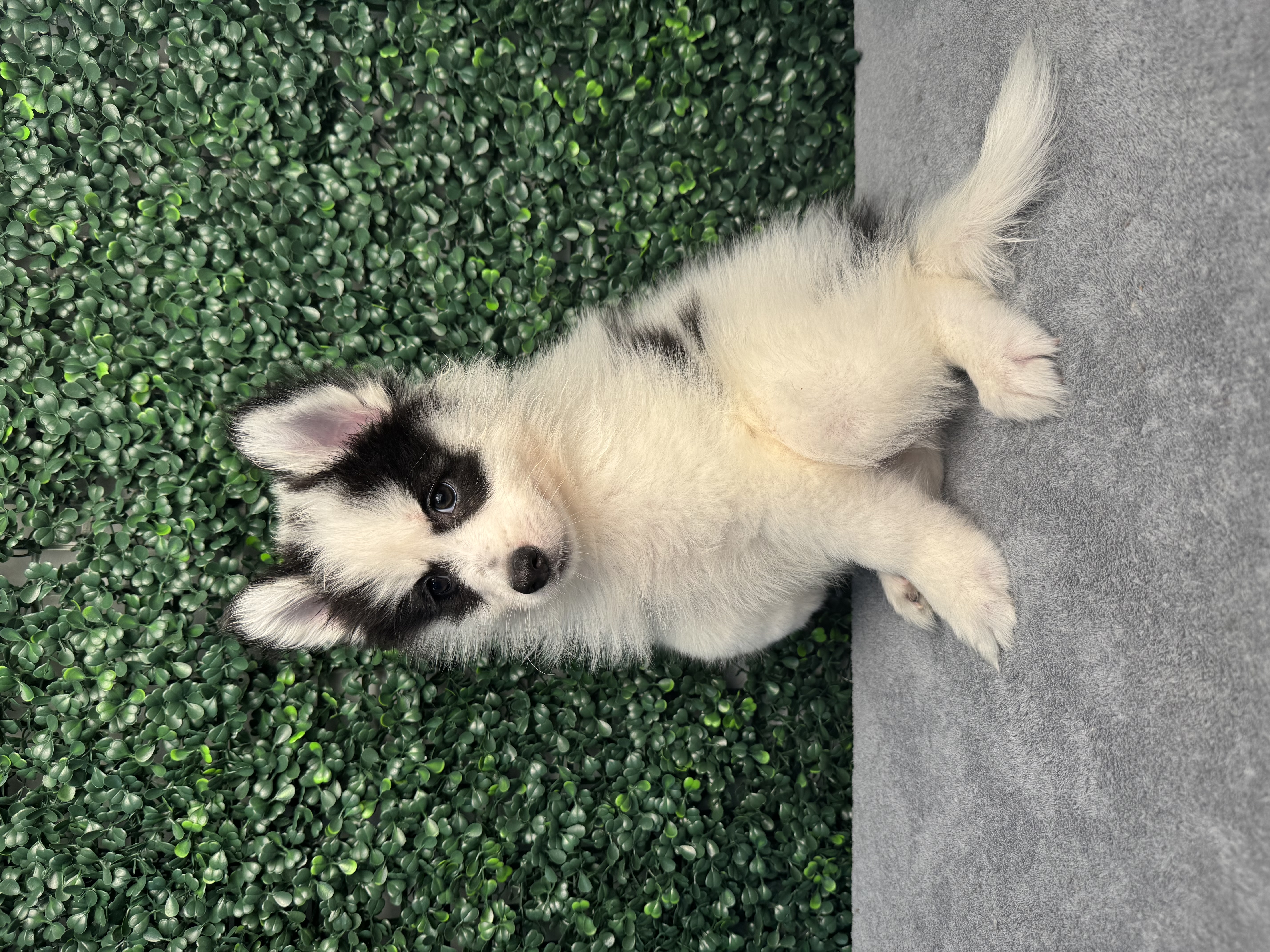 Pomsky - 4874 Image #1