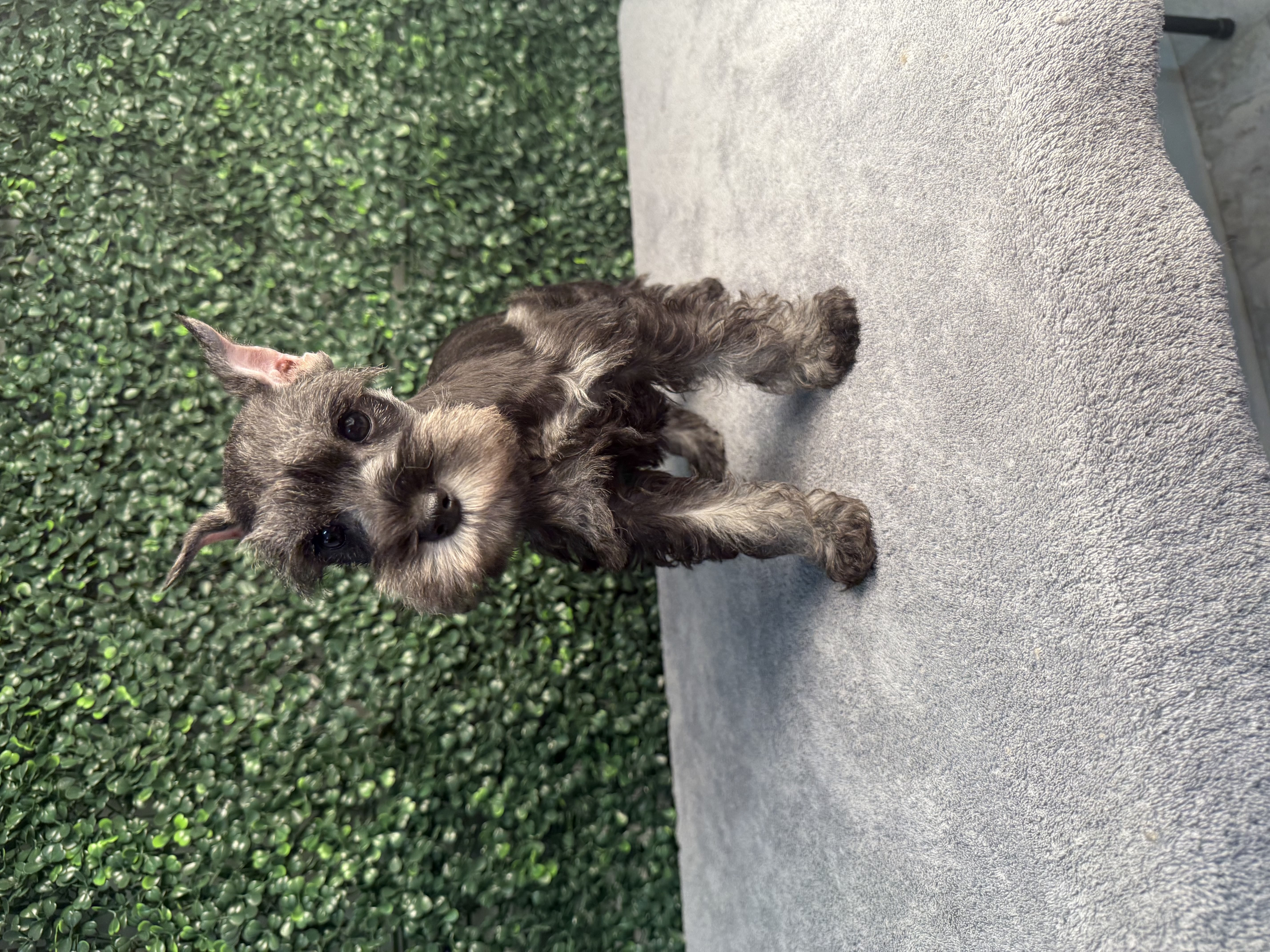Miniature Schnauzer - 4868 Image #2