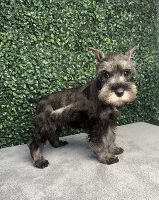 [#251080-03] Salt / Pepper F Miniature Schnauzer Puppies for Sale