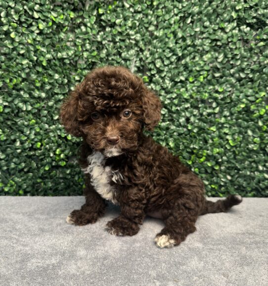 Poodle/ShihPoo-Dog-Female--4873-Tiny Paws