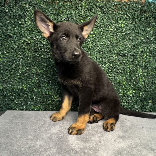 [#25192-05] Black / Tan F German Shepherd Dog Puppies for Sale