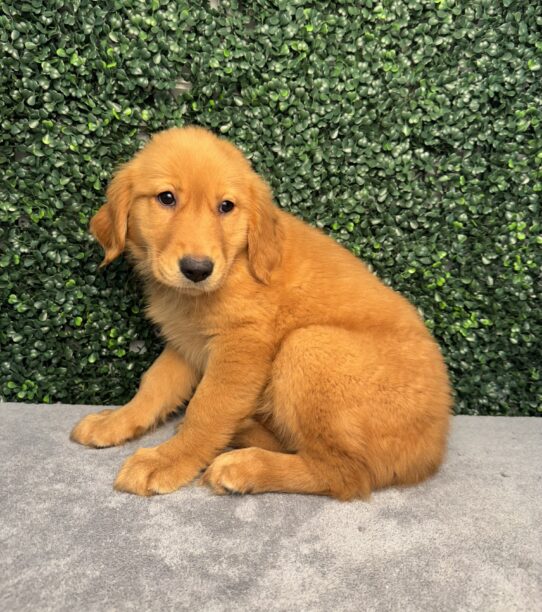 Golden Retriever-Dog-Female--4879-Tiny Paws