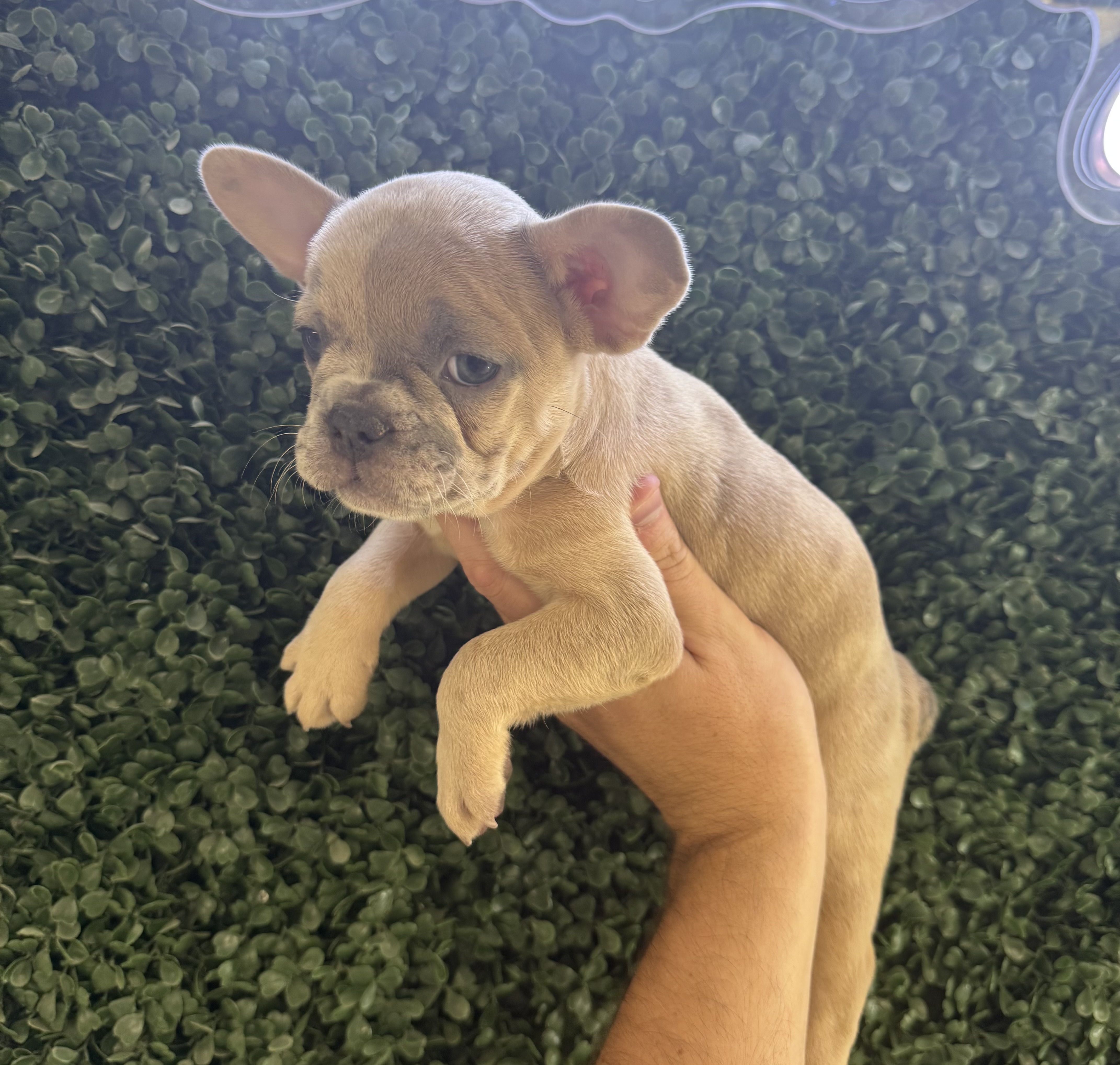 French Bulldog - 4876 Image #2