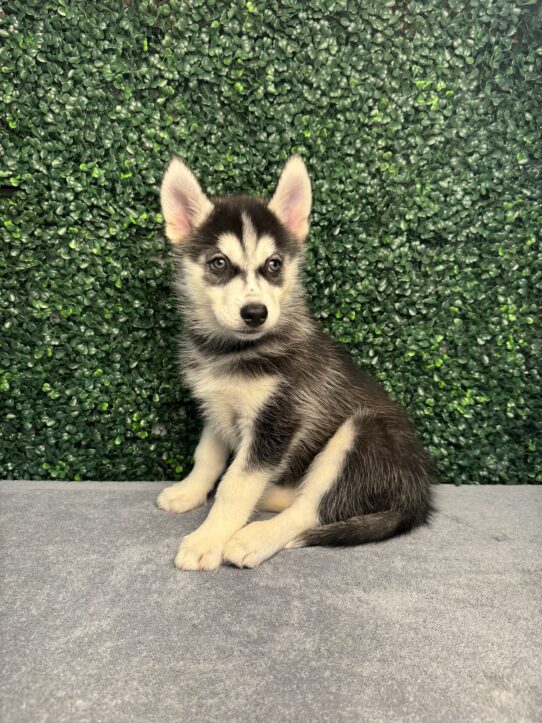 [#25187-07] Black / White F Siberian Husky Puppies for Sale