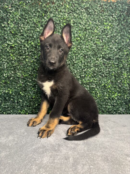 [#25202-04] Black / Tan F German Shepherd Dog Puppies for Sale