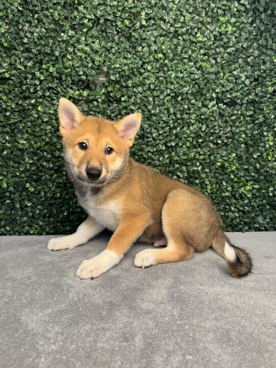[#25166-01] Brown / White M Shiba Inu Puppies for Sale