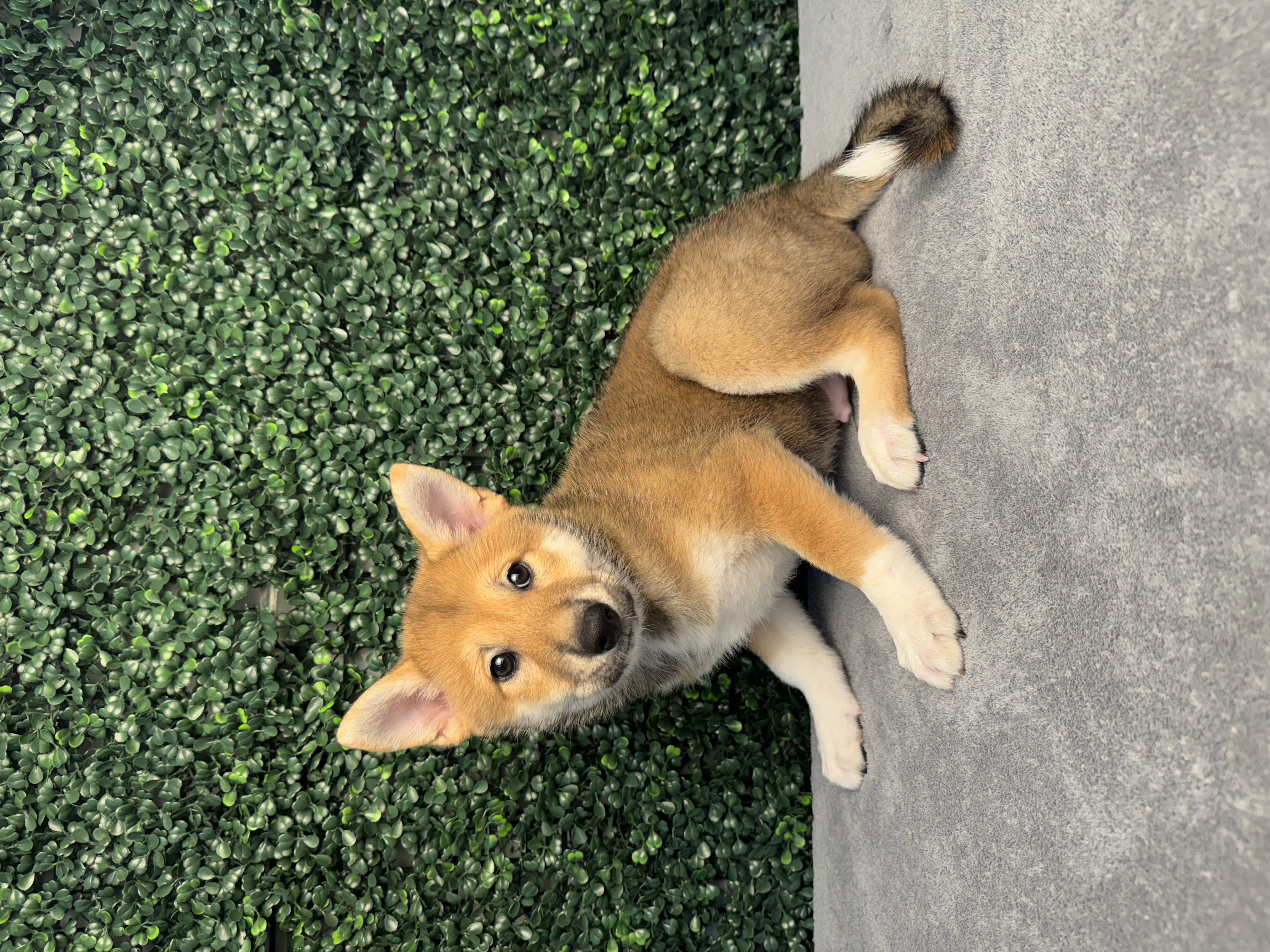 Shiba Inu - 4881 Image #1