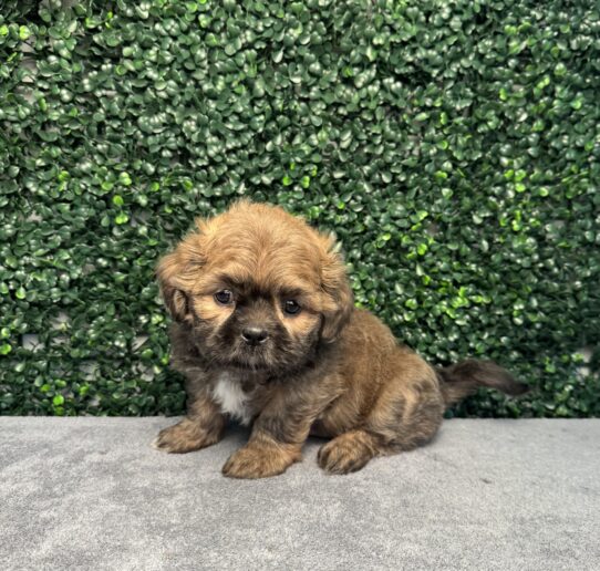 [#251370-03] Blue F Shih Tzu Puppies for Sale