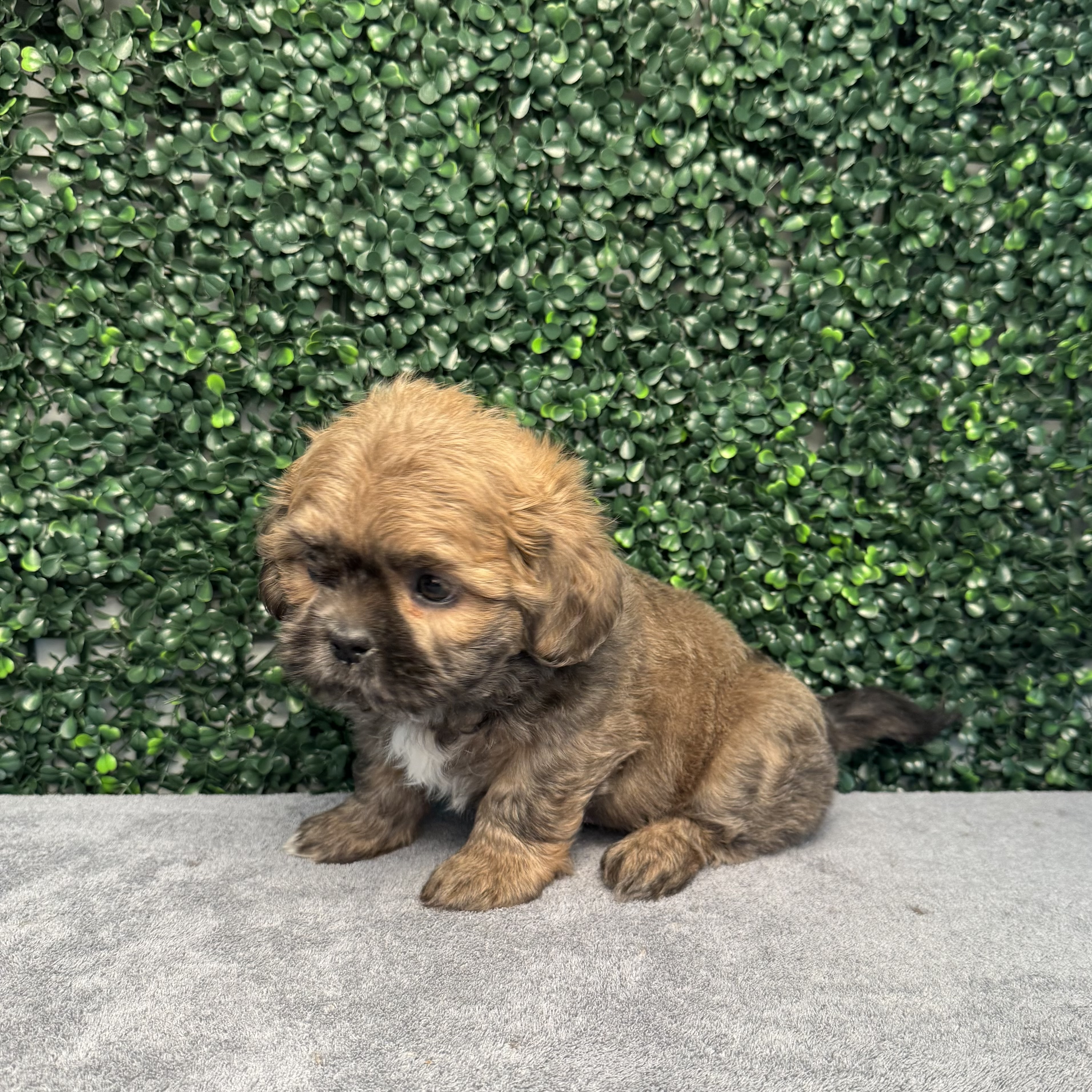 Shih Tzu - 4884 Image #2