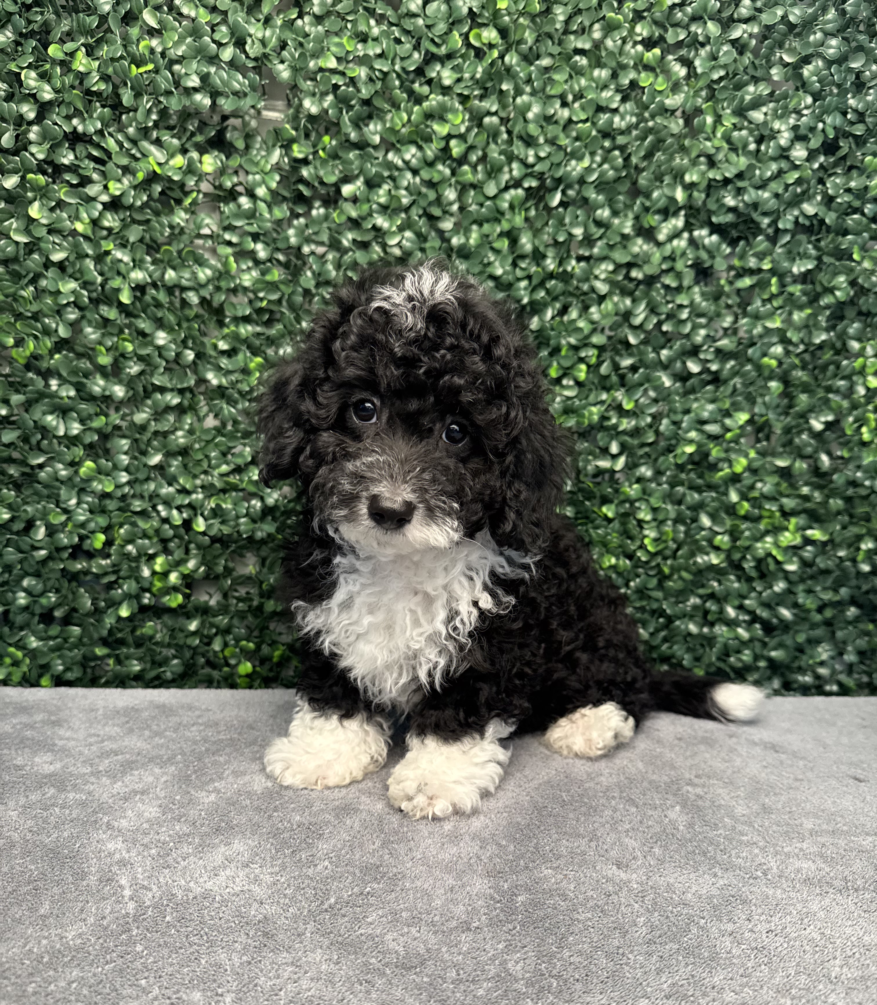 4887-Mini Poodle Image #1