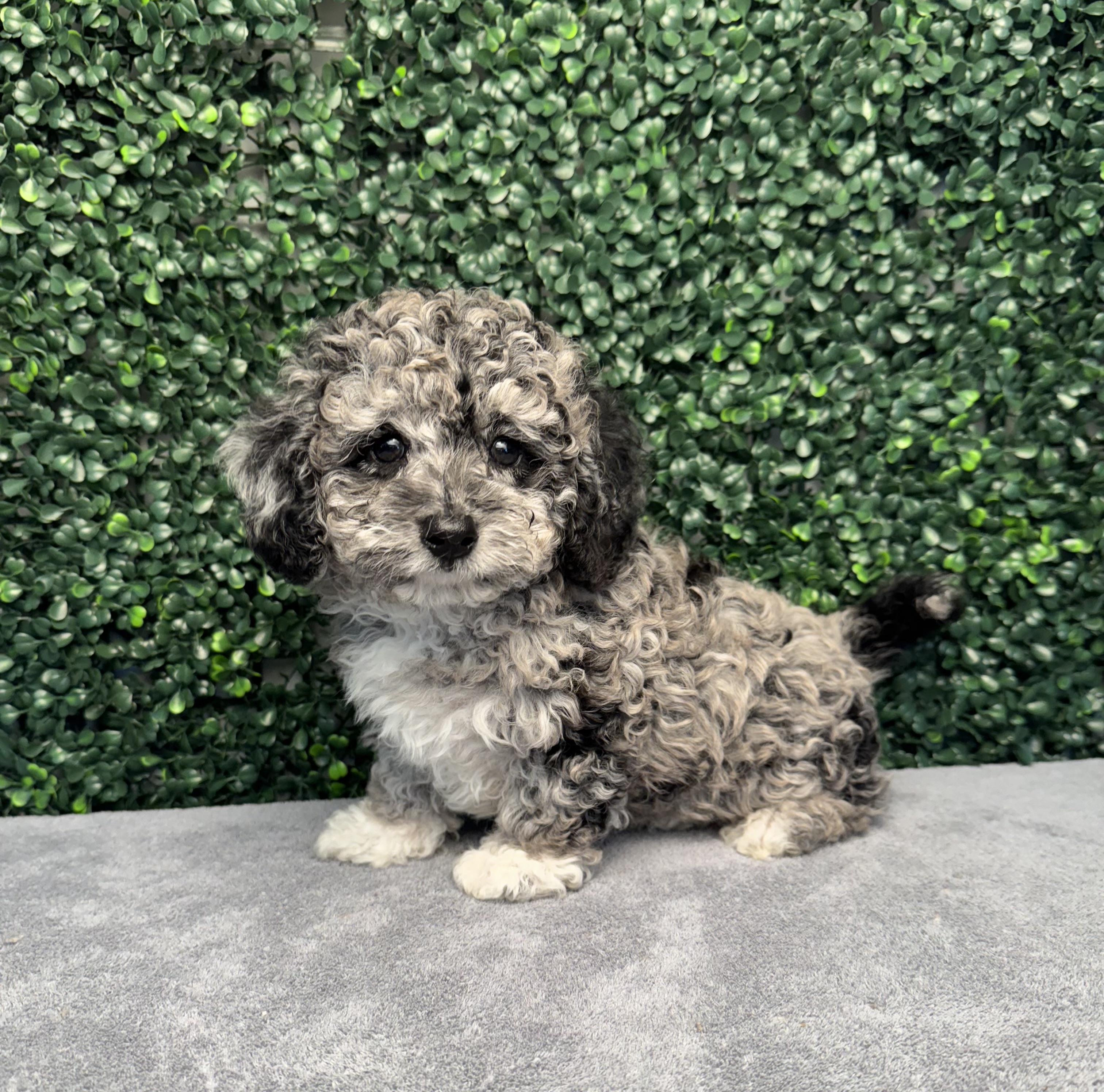 4886-Mini Poodle Image #1