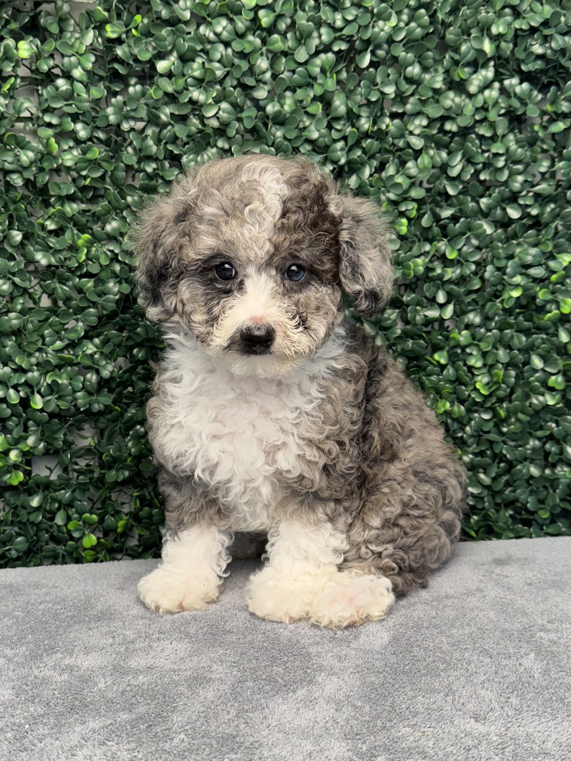 4885-Mini Poodle Image #1