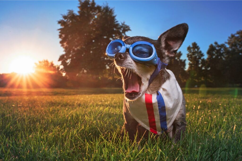 puppy accessories