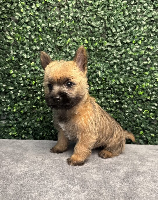 [#251556-02] Brown M Cairn Terrier Puppies for Sale