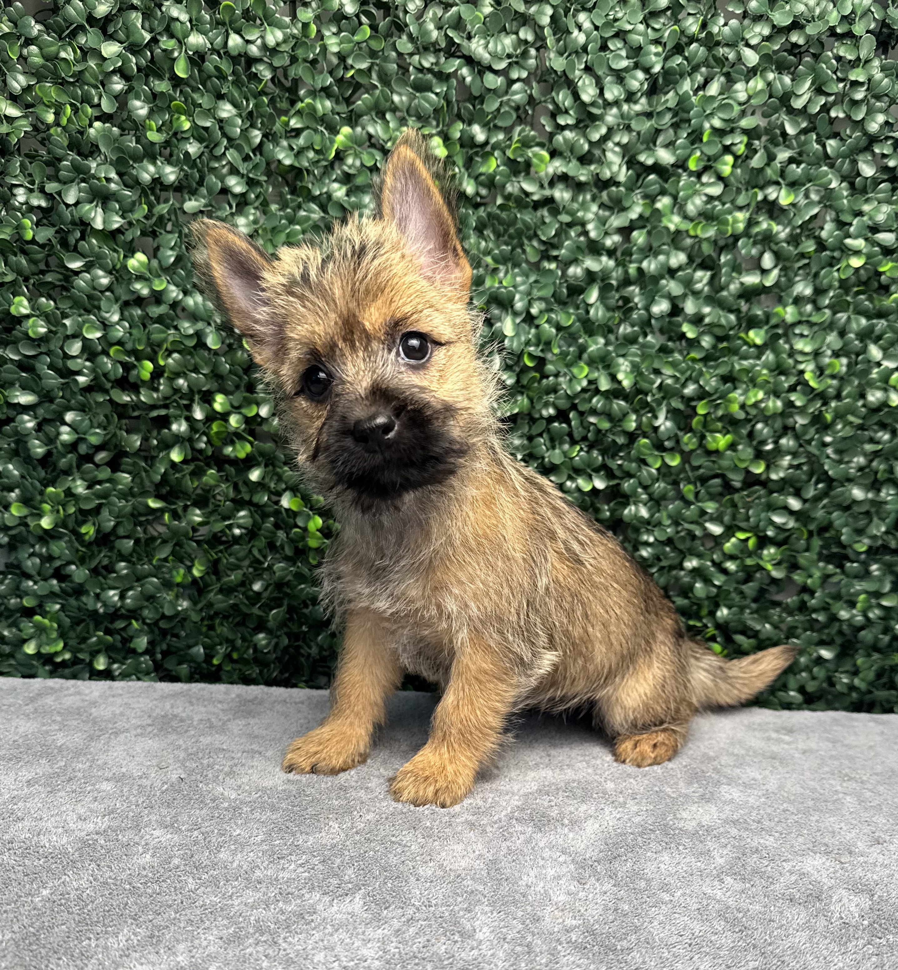 Cairn Terrier - 4917 Image #1