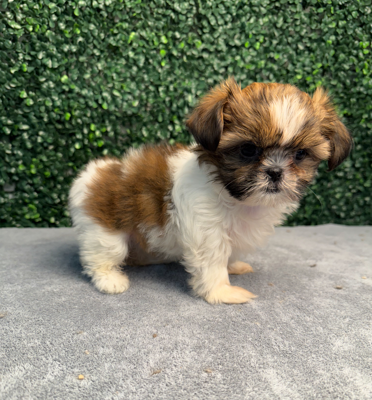 Shih Tzu - 4898 Image #2