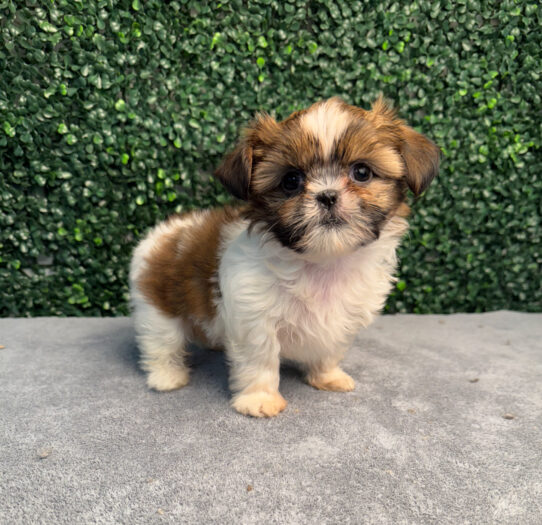 [#251450-04] Brown / White F Shih Tzu Puppies for Sale