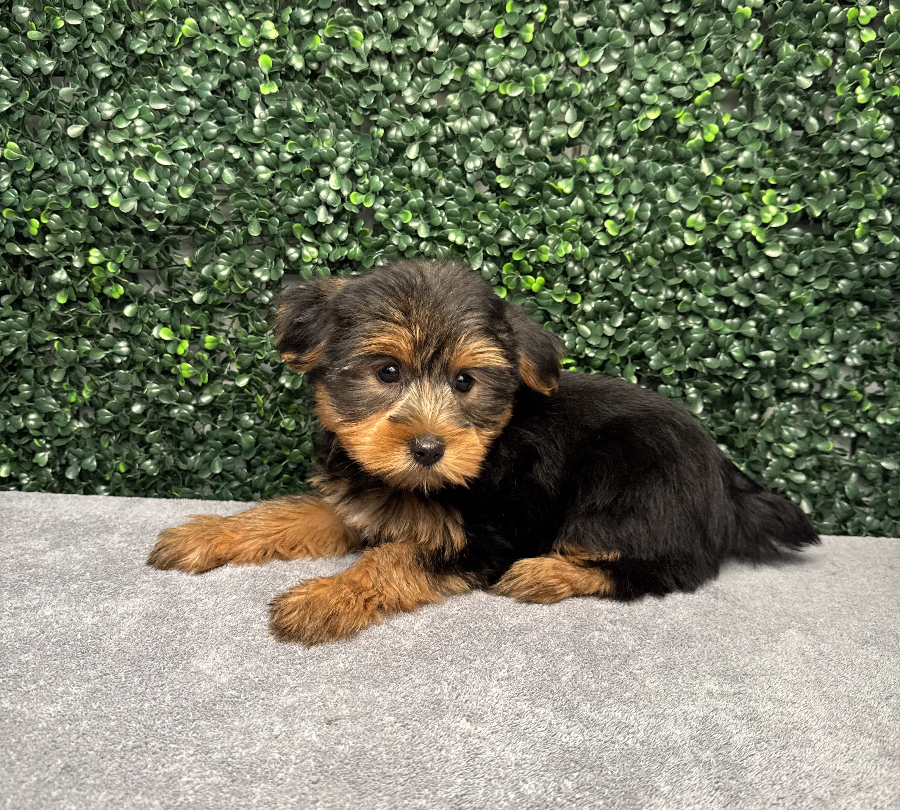 Yorkshire Terrier - 4888 Image #1