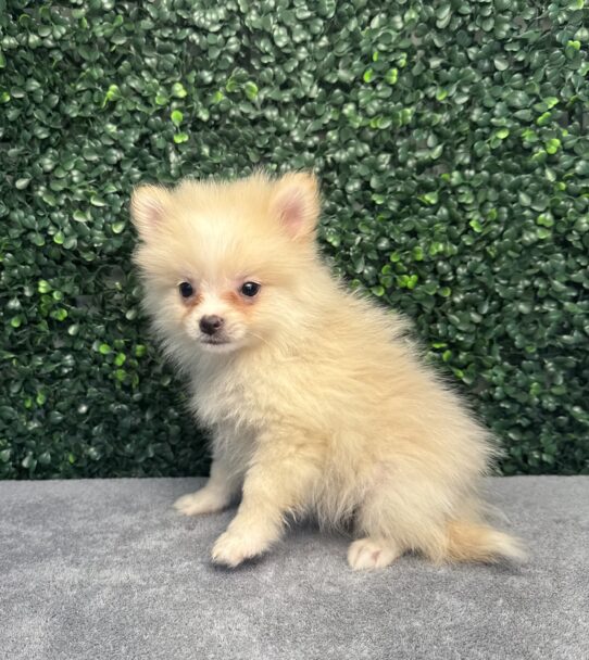 [#251439-05] Cream F Pomeranian Puppies for Sale
