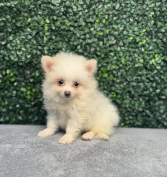 [#251439-02] White M Pomeranian Puppies for Sale