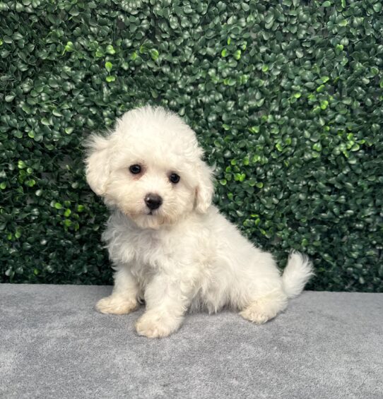 [#251398-01] White M Bichon Frise Puppies for Sale