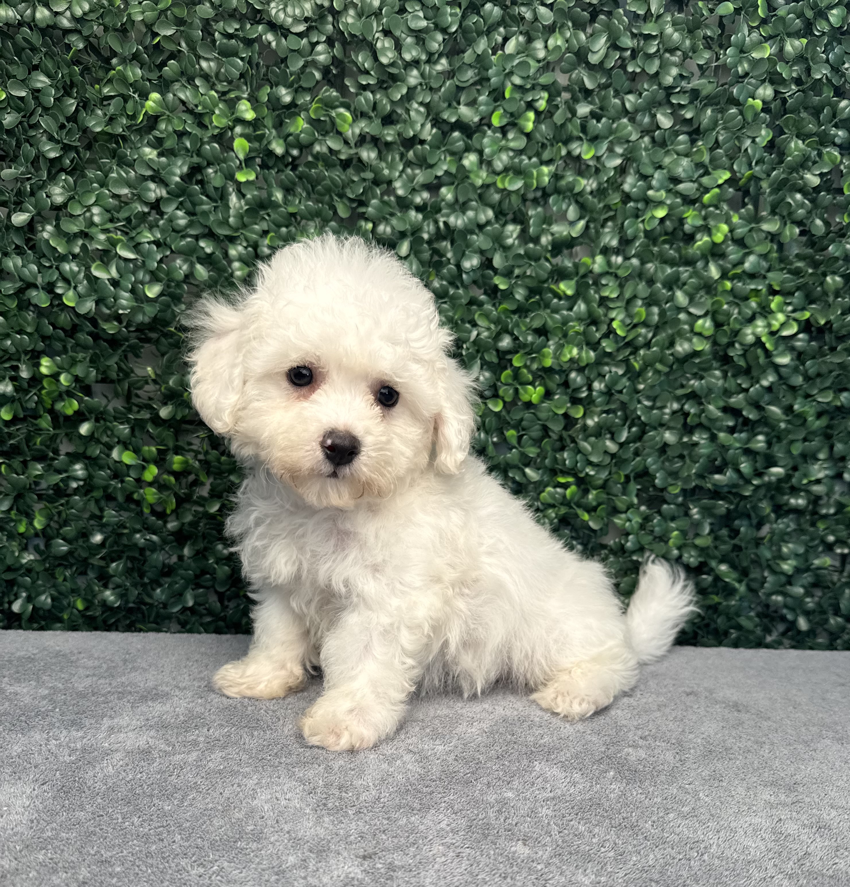Bichon Frise - 4892 Image #1
