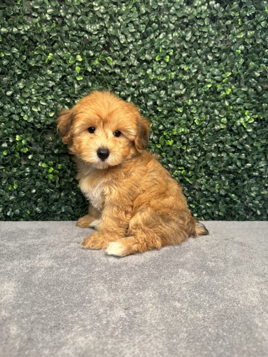[#251622-03] Sable F Yochon Puppies for Sale