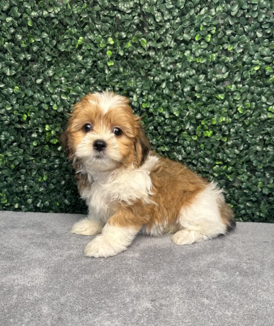 [#251624-01] Sable / White M Teddy Bear Puppies for Sale