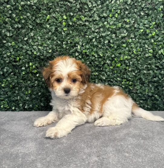 [#251624-06] Sable / White F Teddy Bear Puppies for Sale