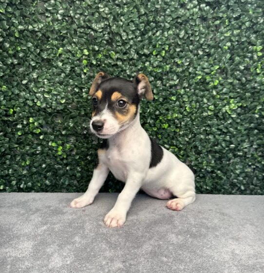 [#251375-01] Tri-Colored F Jack Russell Terrier Puppies for Sale