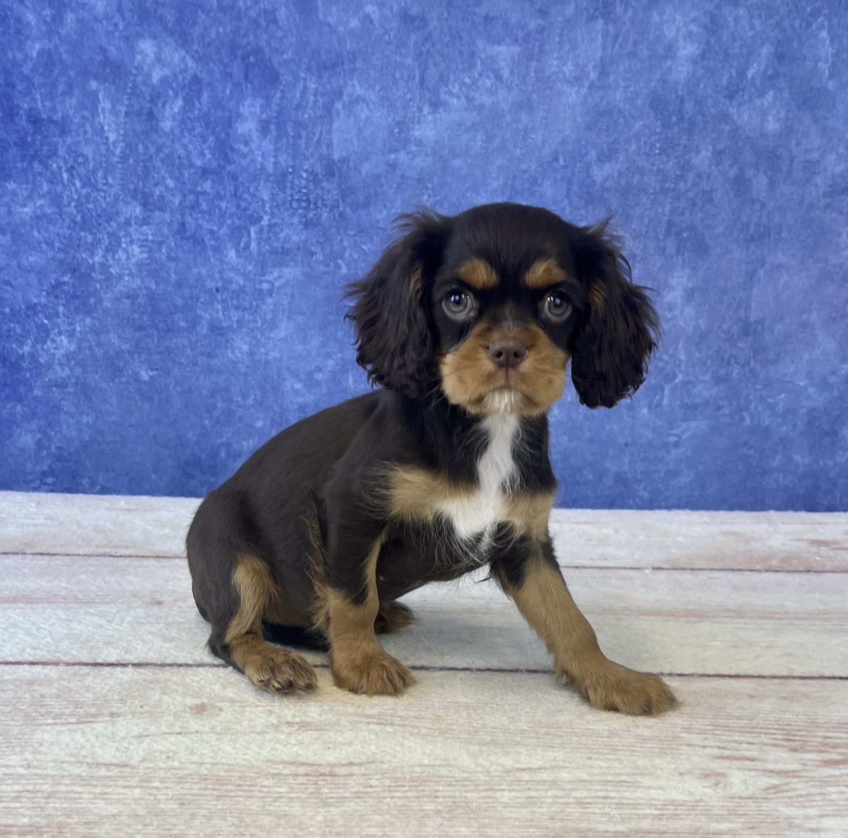 Cavalier King Charles Spaniel - 4910 Image #1