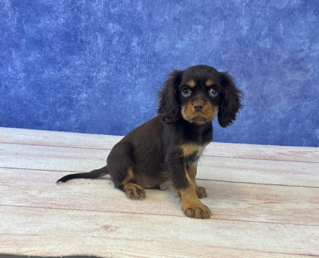 Cavalier King Charles Spaniel - 4909 Image #1