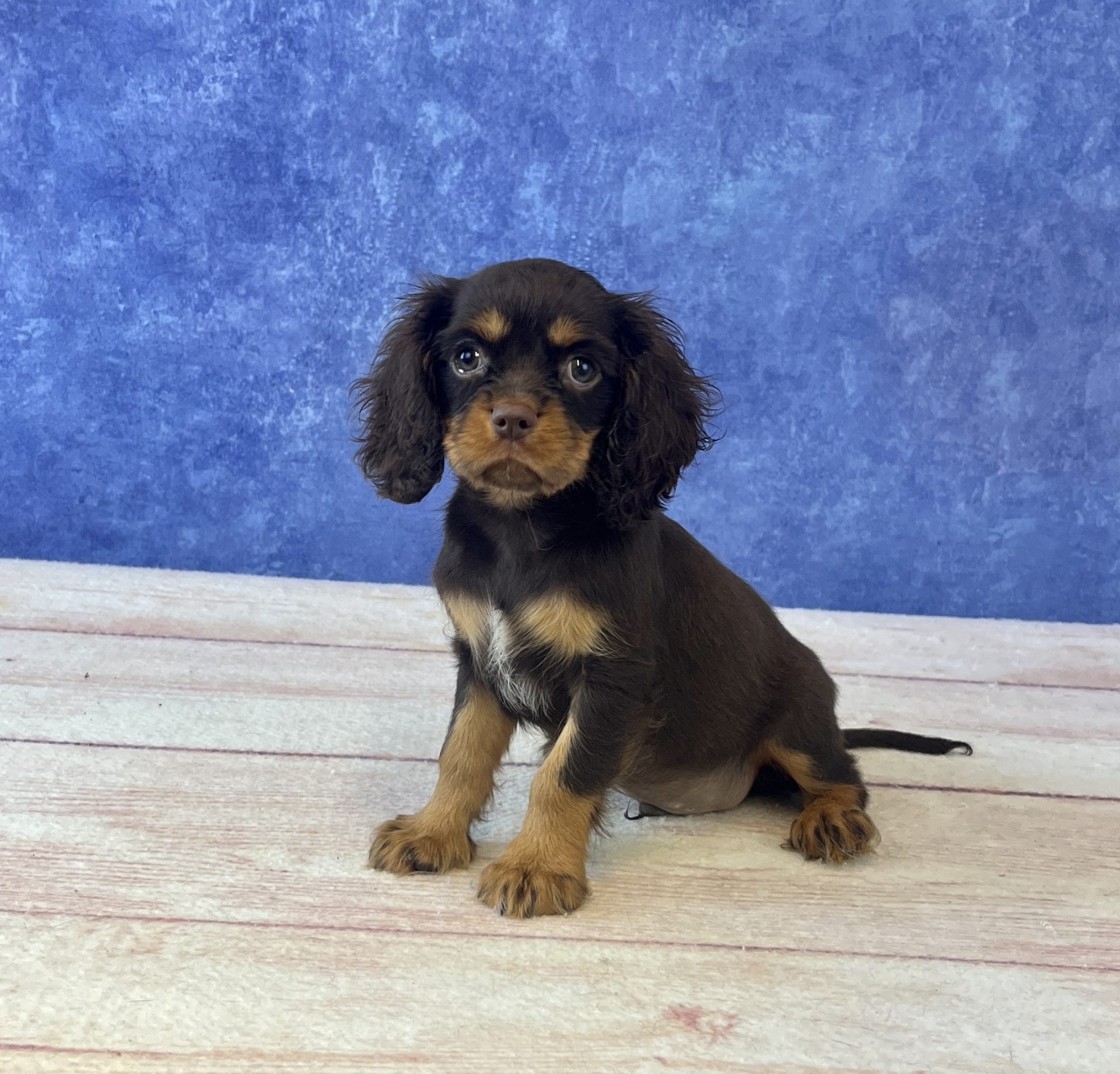 Cavalier King Charles Spaniel - 4909 Image #2