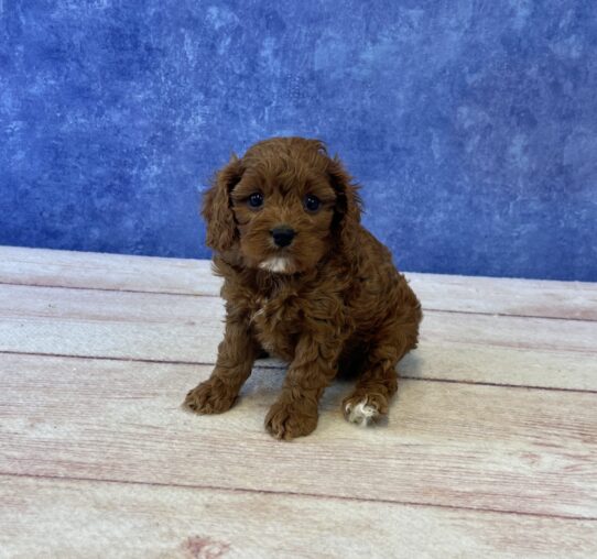 [#2549-02] Red M Cavapoo Puppies for Sale