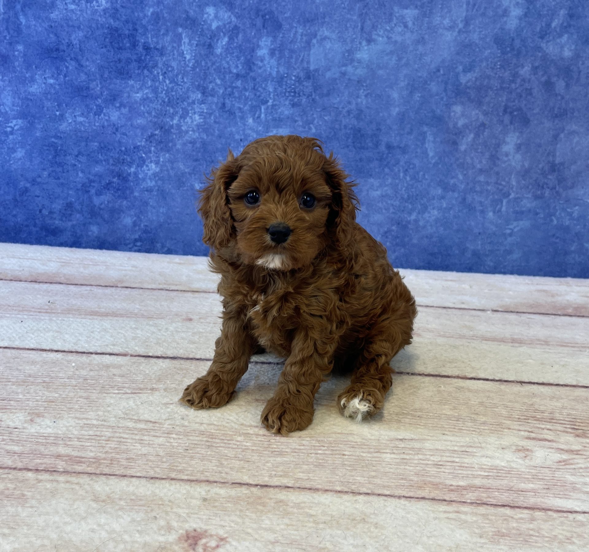 Cavapoo - 4913 Image #1
