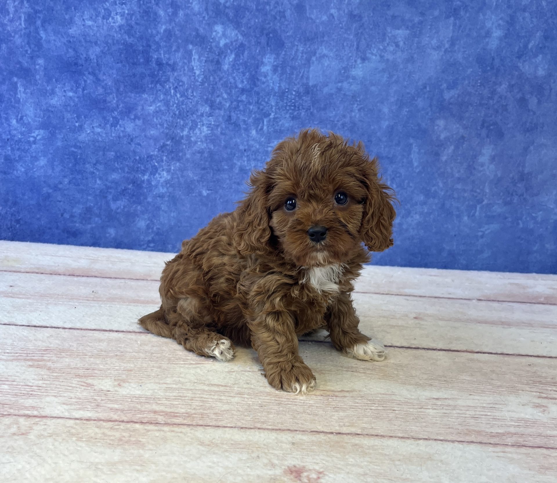 Cavapoo - 4912 Image #1