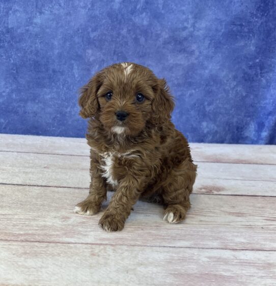 [#2549-04] Red F Cavapoo Puppies for Sale