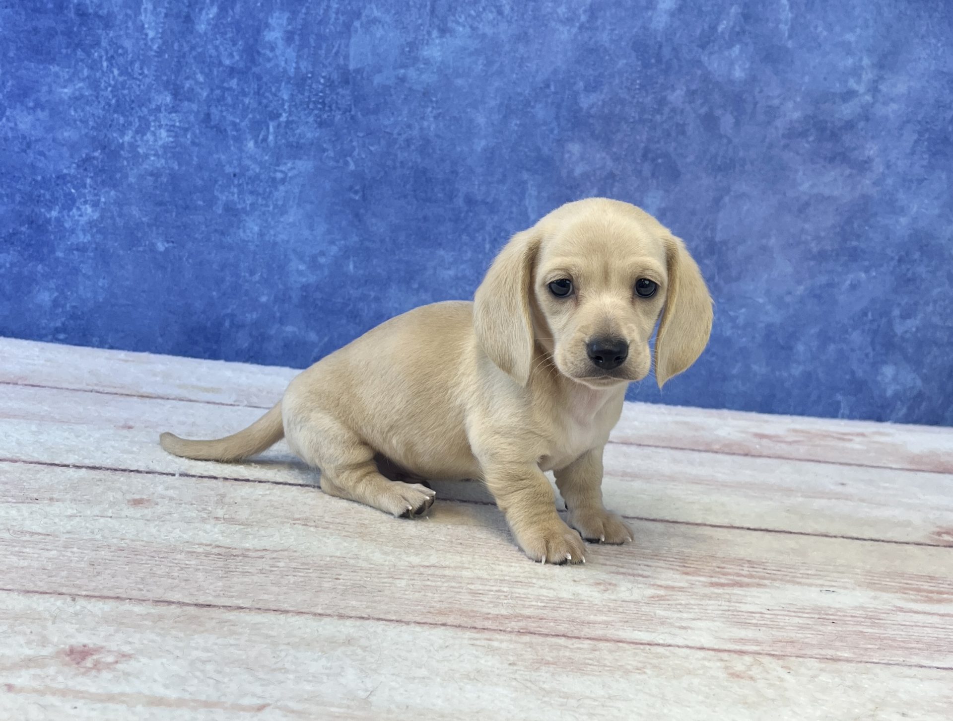 Mini Dachshund - 4911 Image #2