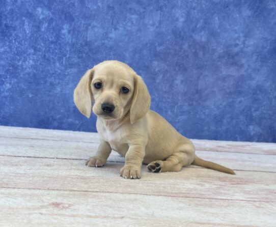 [#2546-01] Cream M Dachshund Puppies for Sale
