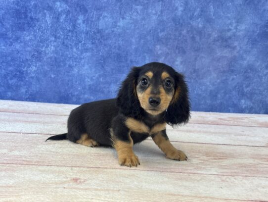 [#2535-01] Black / Tan M Dachshund Puppies for Sale