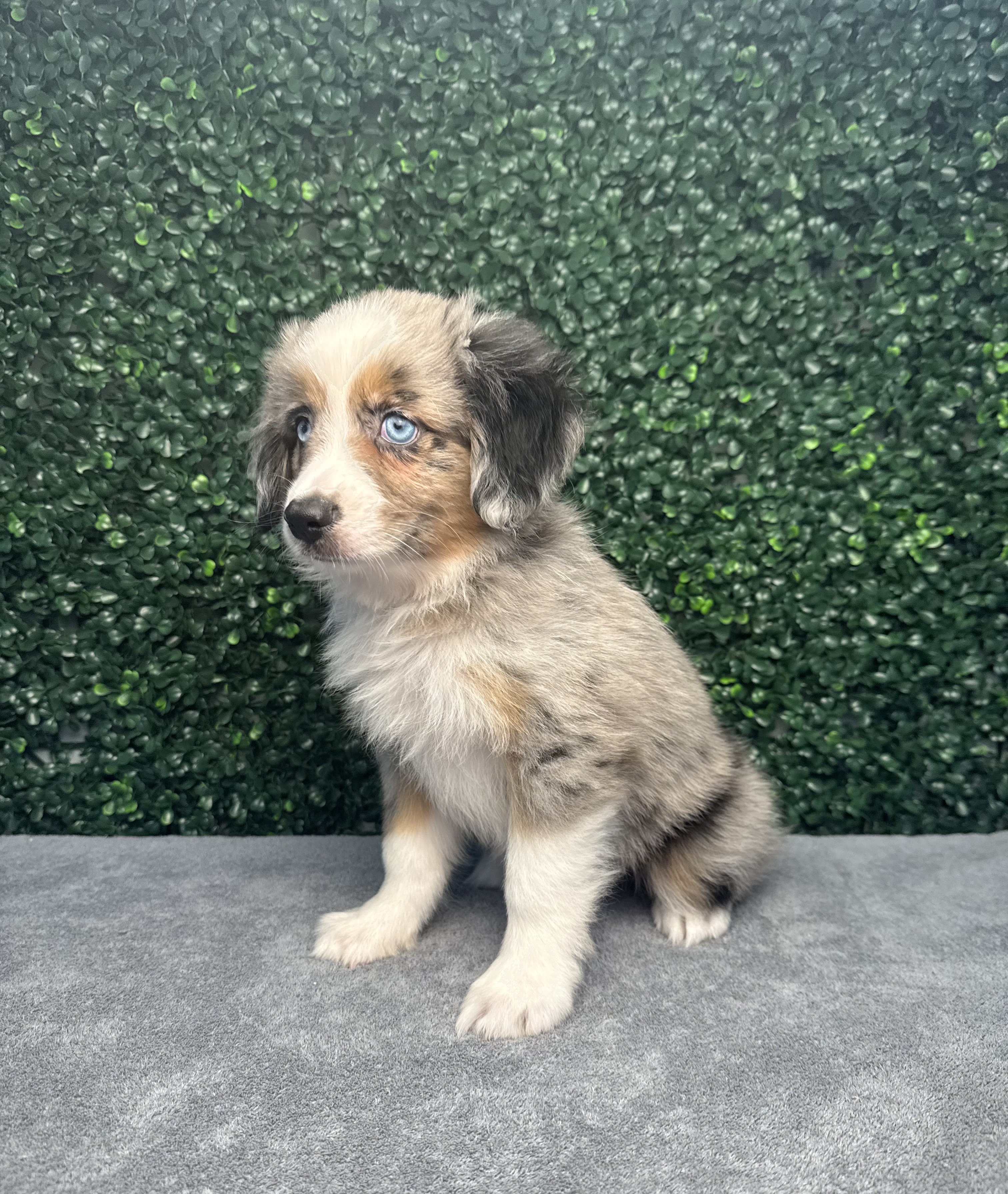 Miniature Australian Shepherd - 4907 Image #2