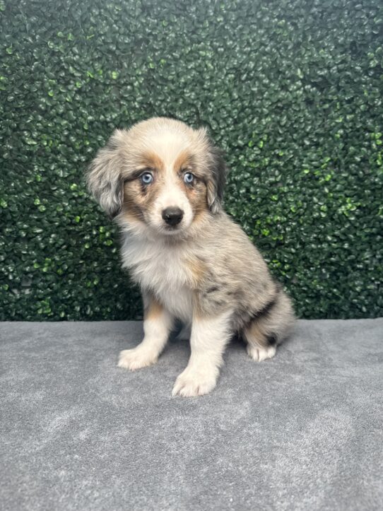 [#25226-04] Blue Merle F Miniature Australian Shepherd Puppies for Sale