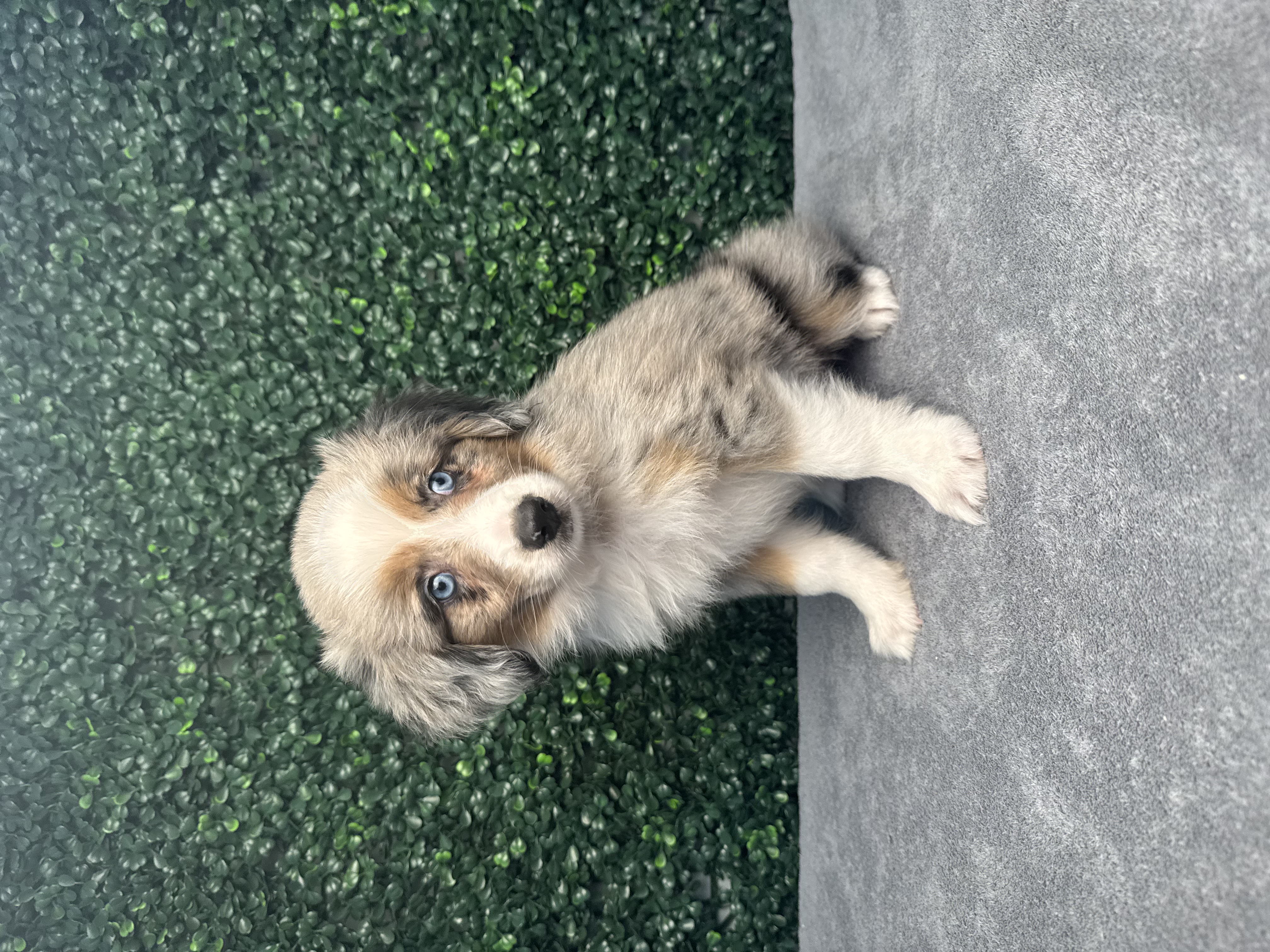 Miniature Australian Shepherd - 4907 Image #1