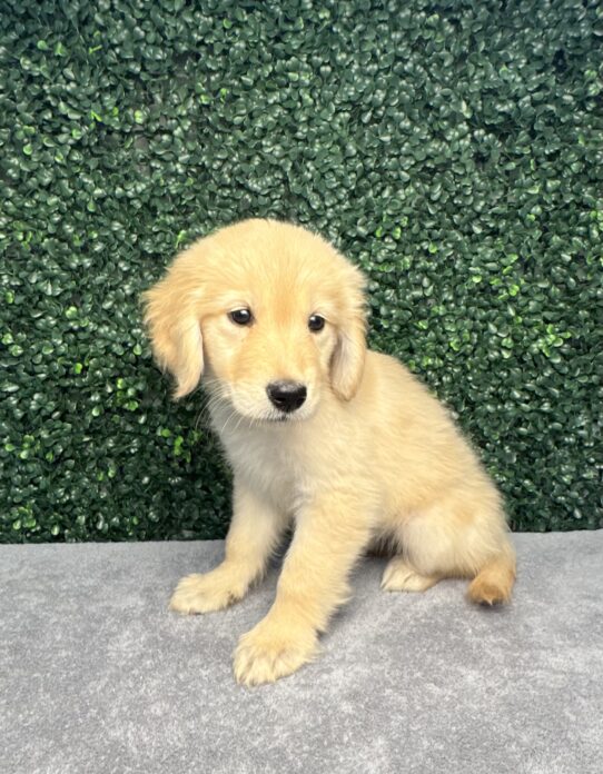 [#25216-10] Golden F Golden Retriever Puppies for Sale