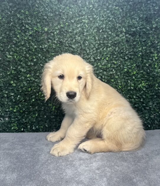 [#25216-02] Golden M Golden Retriever Puppies for Sale
