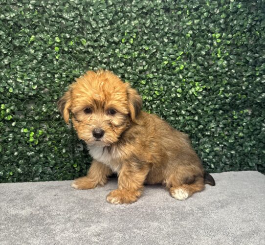 [#251511-01] Brown / White M Shorkie Puppies for Sale