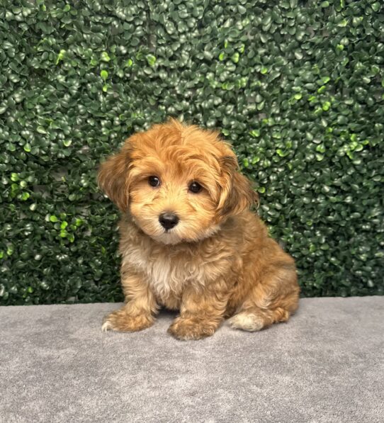 [#251674-01] Sable M Yochon Puppies for Sale