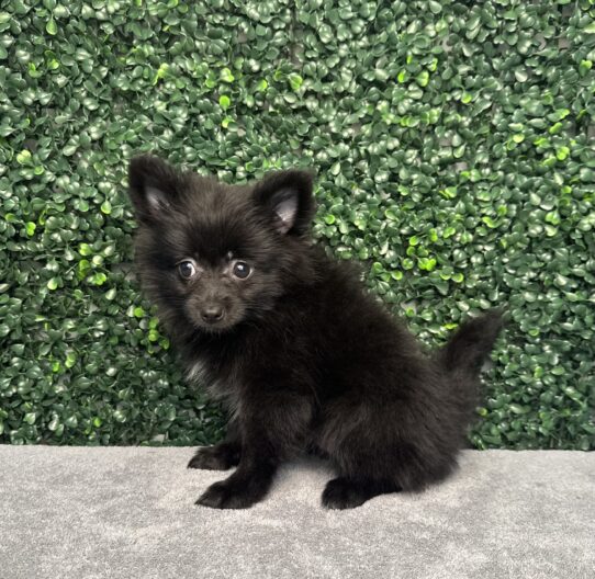 [#251505-04] Black F Pomeranian Puppies for Sale